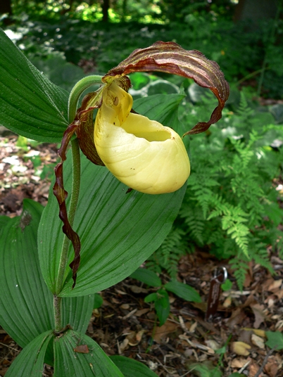 {Cypripedium kentuckiense}